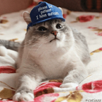Profile picture of catinthebluehat