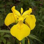 Profile picture of fleurdelis